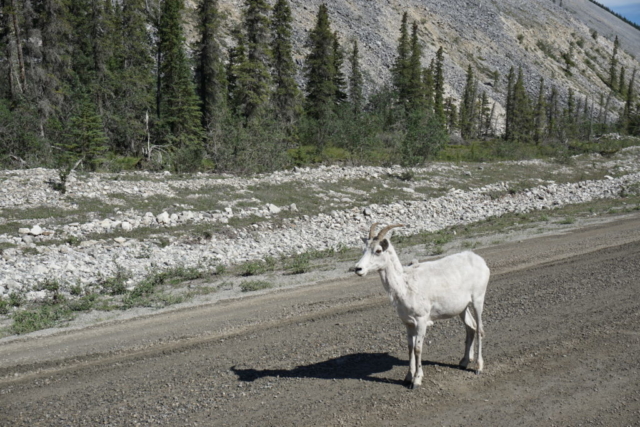 Sheep along the Dempster Highway