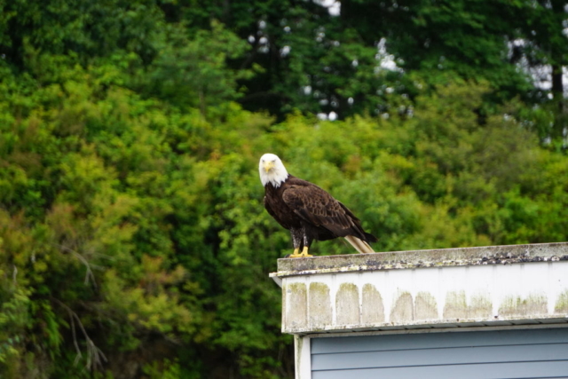 Eagle at Prince Rupert