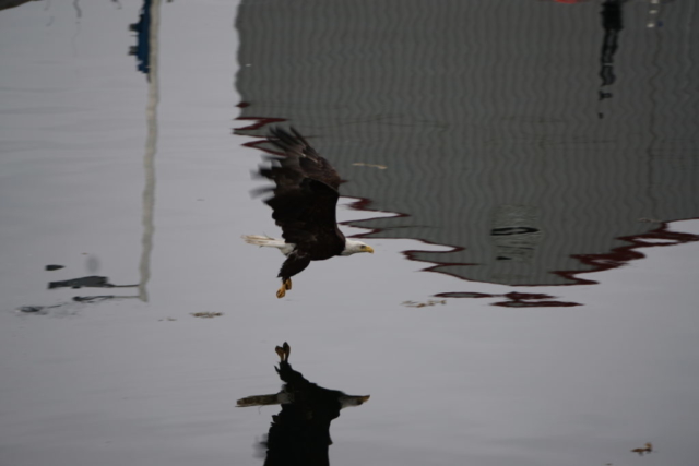 Eagle at Prince Rupert