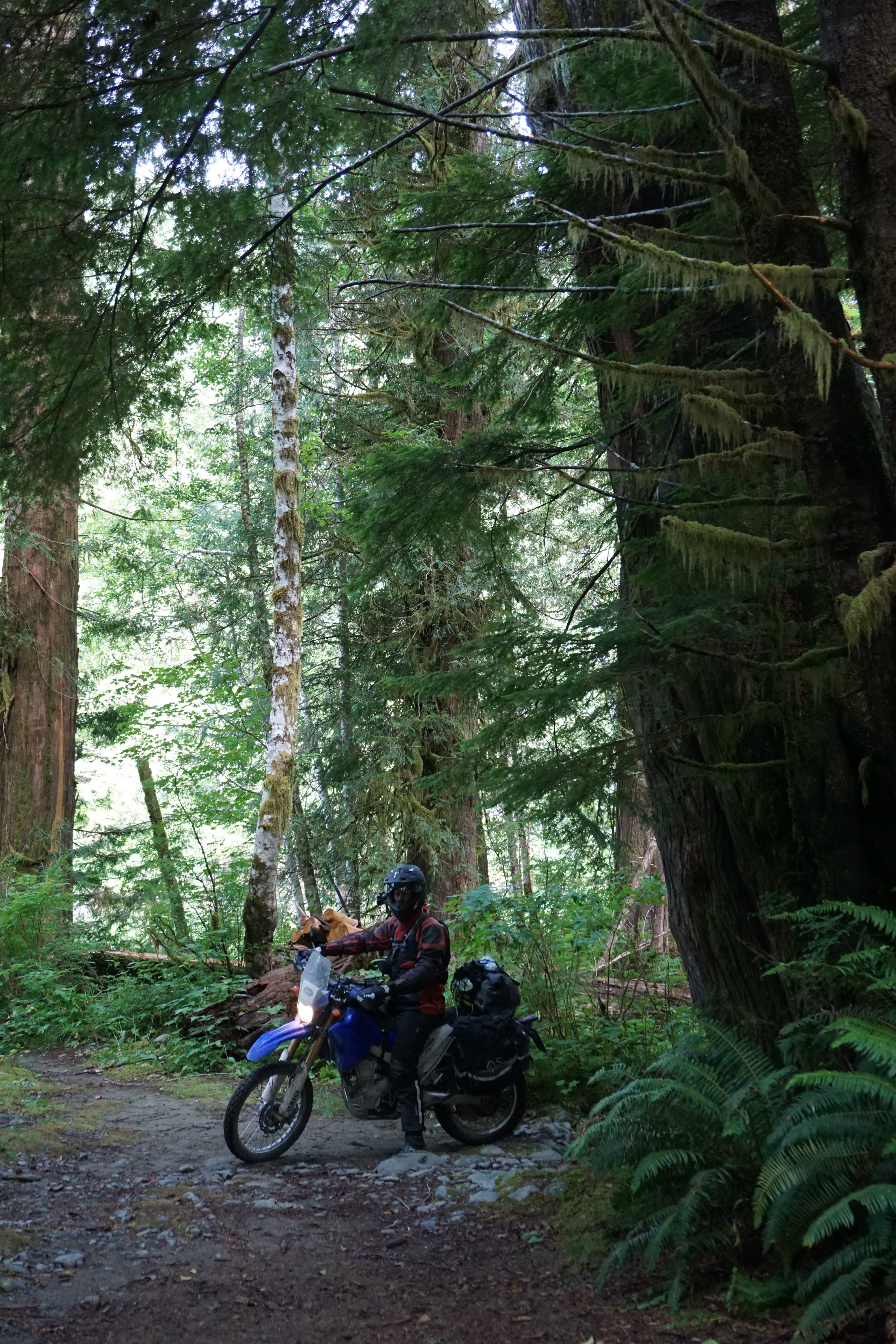 Riding through the forest of ancient cedar trees