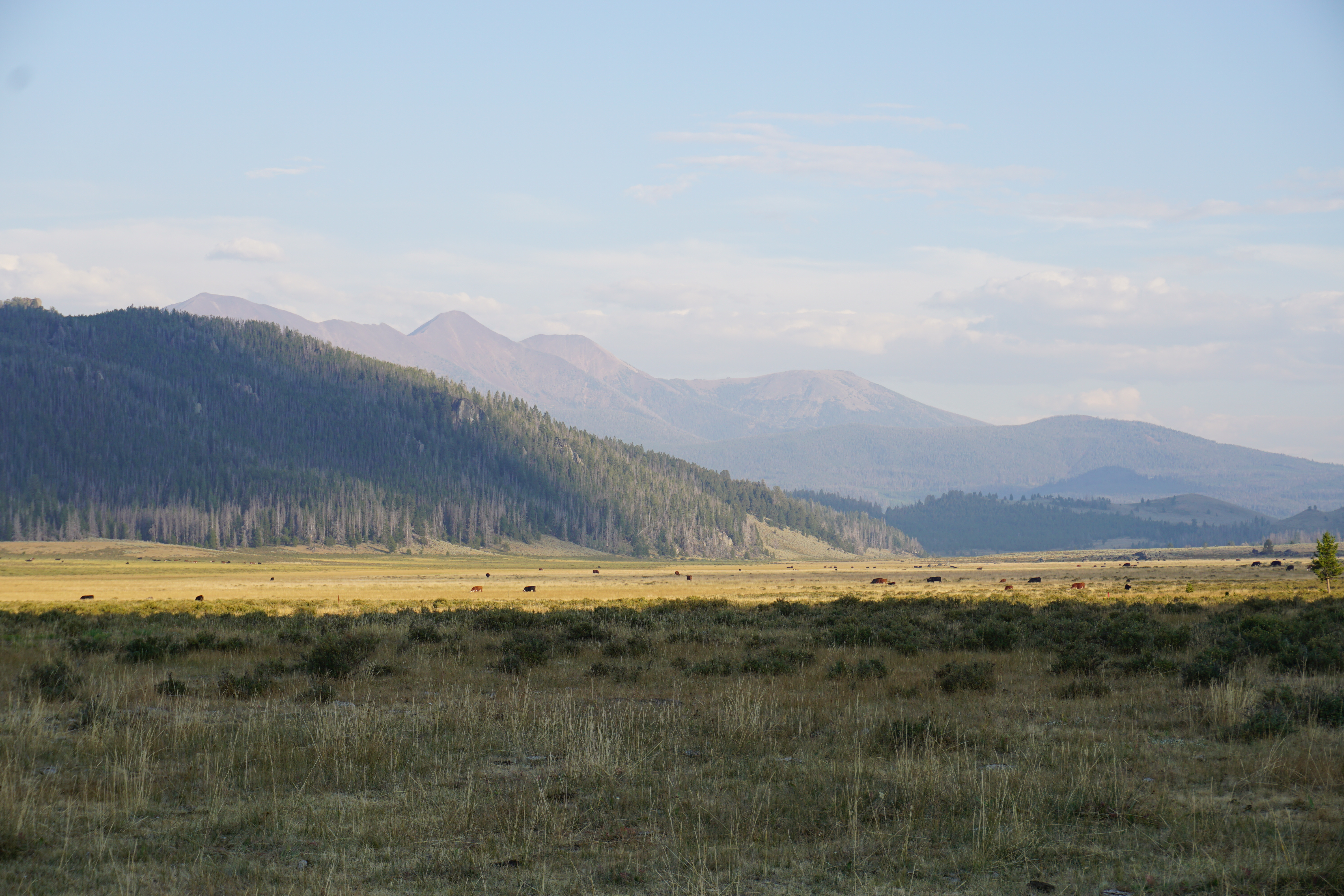 Cattle ranch, Montana