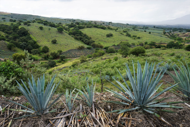 View along La Ruta del Tequila