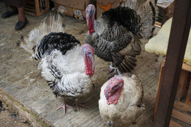 Live turkeys for sale! Market San Cristobal