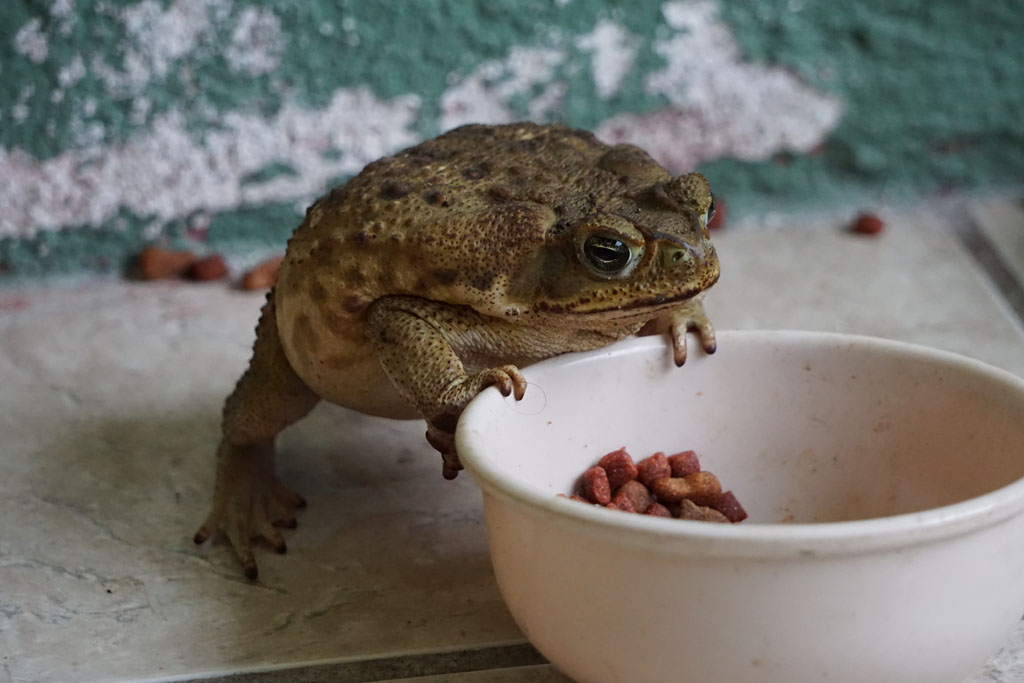 Our pet frog steeling the cat food
