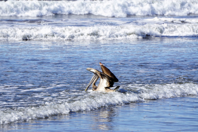 Rescue Pelican - La Tortuga Verde, El Salvador