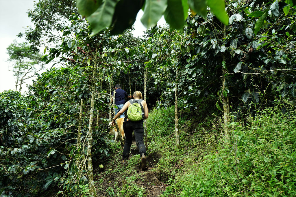 Hiking through the coffee plantation