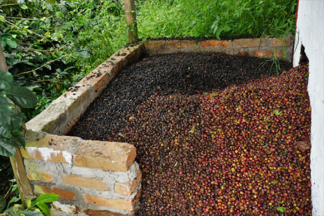 Coffee beans before selection