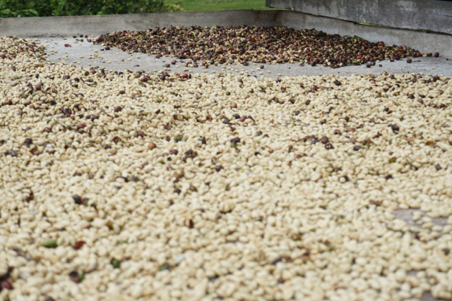 Drying the coffee beans