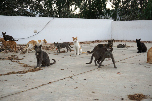 Cat gang in Lima