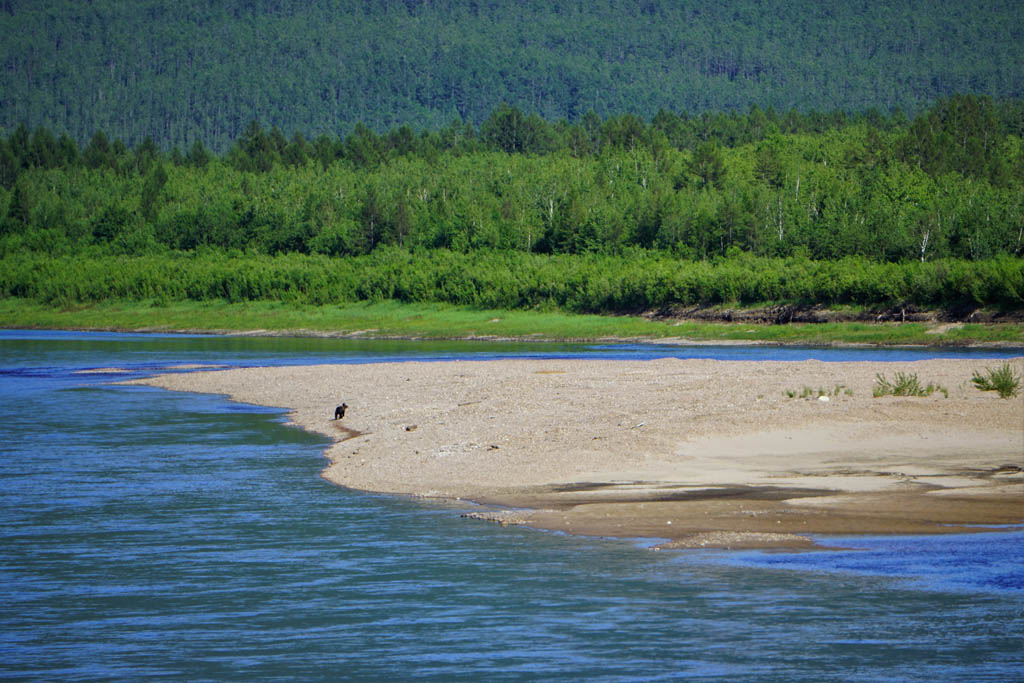 a bear playing on the river bank